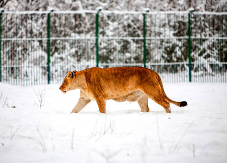 Mature Bored Lion Walking Quietly Through Snowの写真素材