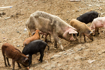pig in the yard with young cubs suckingの写真素材