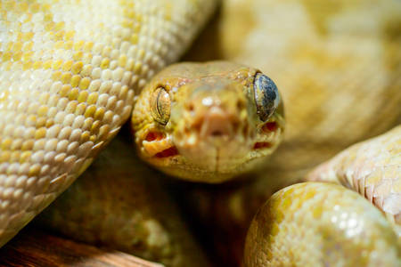 Corallus Hortulanus Amazon Tree Boa Shot From The Eye Level In Ecuadorian Jungle Very Close Range
