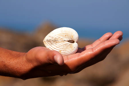 Hand Holding A Beautiful And Symmetrical White Oyster