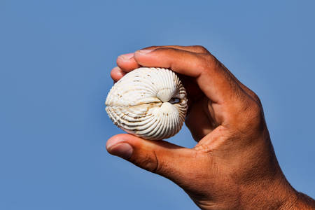 Male Hand Holding An White Oyster Against Blue Skyの写真素材