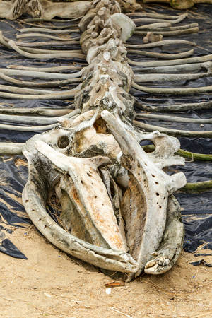 whale skeleton exposed at marine lifeの写真素材