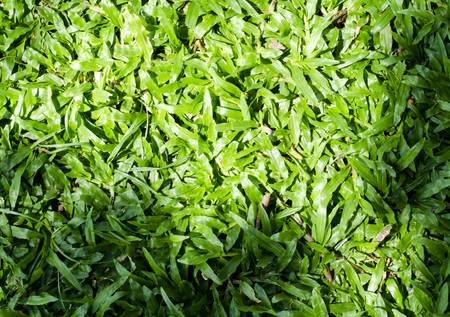 grass shadow