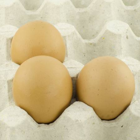 chicken egg in panel eggsの写真素材