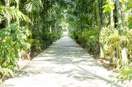 nature Passage with many variety treesの写真素材