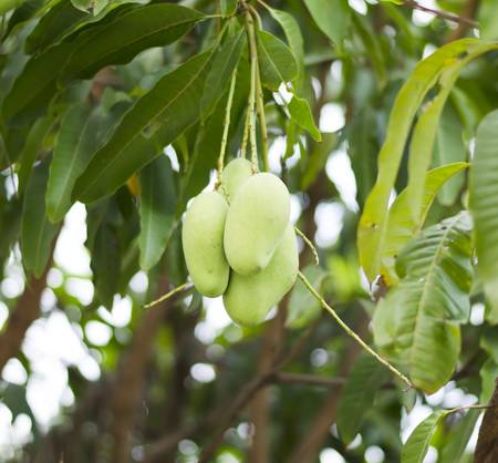 green mango on tree in asiaの写真素材