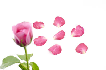 beautiful rose flower isolated on white backgroundの写真素材