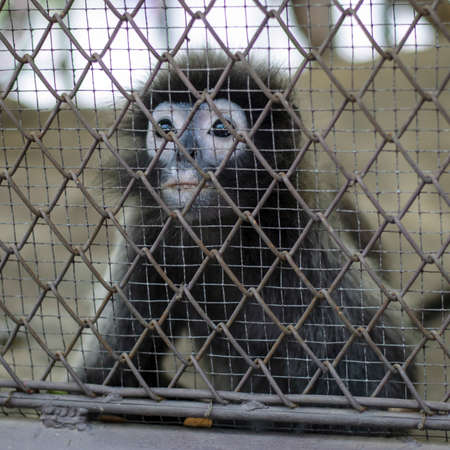 sad crying monkey in cage in Thailand zooの写真素材