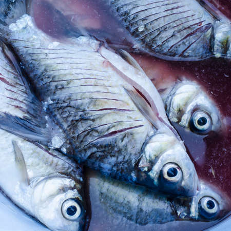 die thai fish in thailandの写真素材
