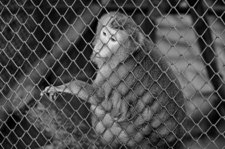 monkey in cage in the zooの写真素材