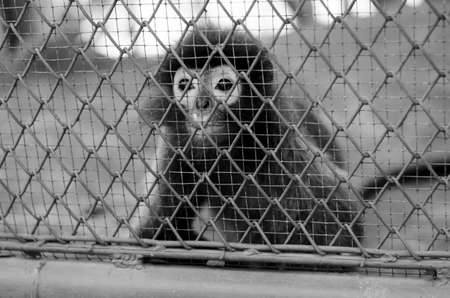 monkey in cage in the zooの写真素材