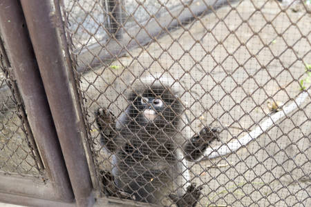 Leaf Monkey in cage in the zoo