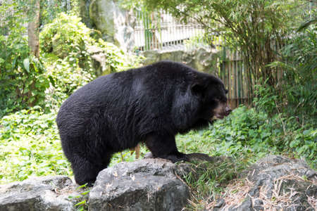 Malayan sun bearの写真素材