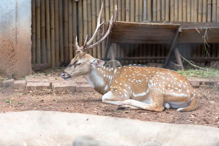 sika deerの写真素材