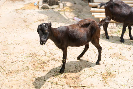 goatの写真素材