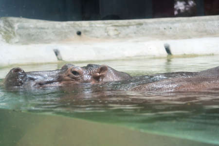 hippopotamusの写真素材