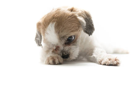 puppy dog isolated on white backgroundの写真素材
