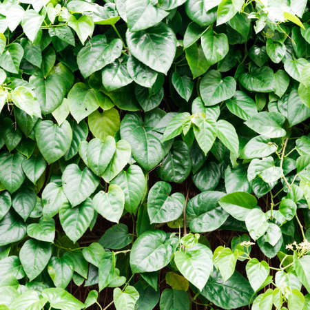 tree leaves backgroundの写真素材