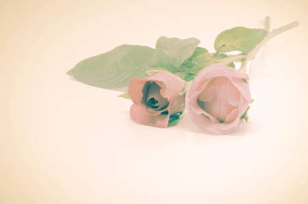 beautiful rose flower soft vintage styleの写真素材