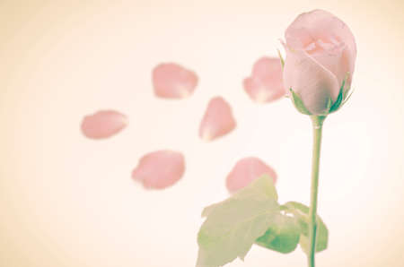 beautiful rose flower soft vintage styleの写真素材