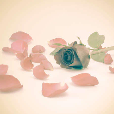 beautiful rose flower soft vintage styleの写真素材