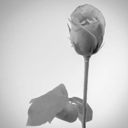 beautiful rose flower soft black and white color tone styleの写真素材