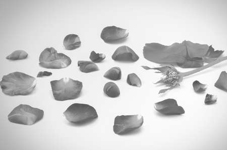 beautiful rose flower soft black and white color tone styleの写真素材