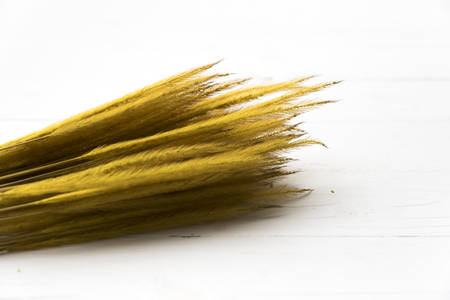 wheat on white tableの写真素材
