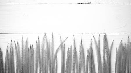 wheat on white table black and white colorの写真素材