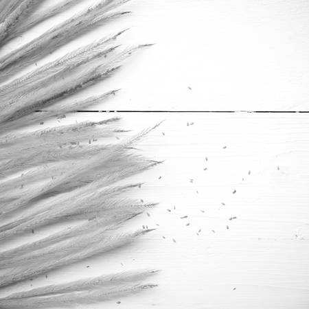 wheat on white table black and white colorの写真素材