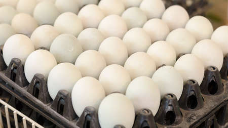 lot of white eggs