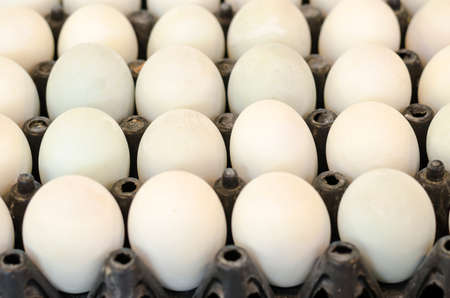 lot of white eggsの写真素材