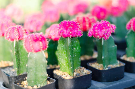 close up of cactusの写真素材