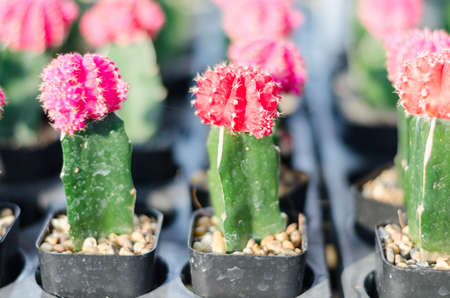close up of cactusの写真素材