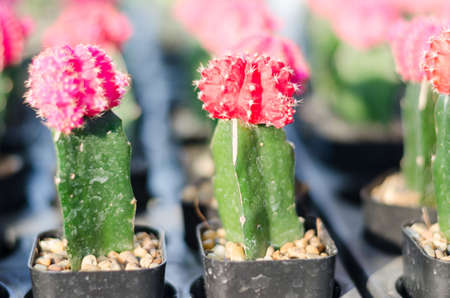 close up of cactusの写真素材