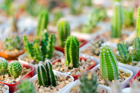 close up of cactusの写真素材