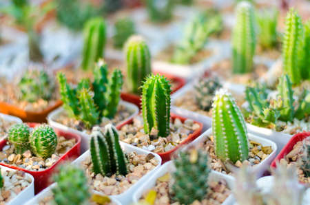 close up of cactusの写真素材