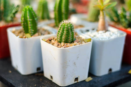 close up of cactusの写真素材