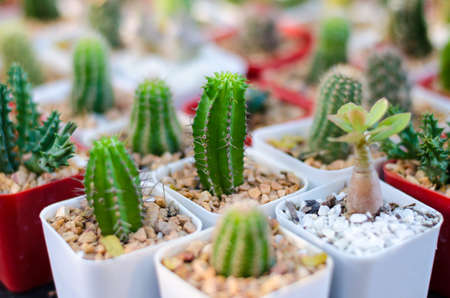 close up of cactusの写真素材