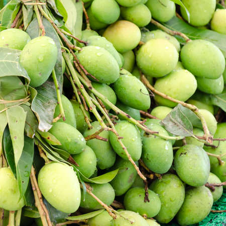 close up of green mangoの写真素材