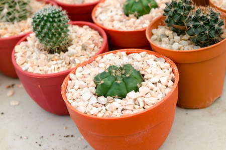 close up of cactusの写真素材