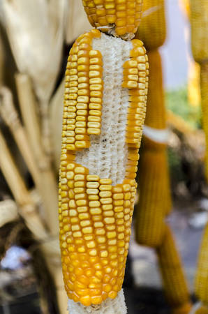 dry corn in the field of farmlandの写真素材