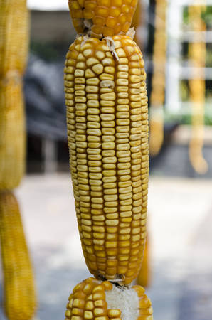 dry corn in the field of farmlandの写真素材