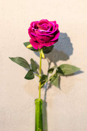 vintage roseの写真素材