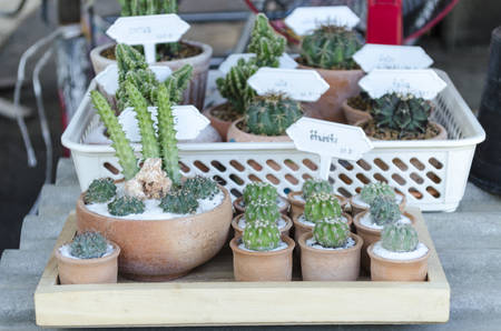 plant cactusの写真素材