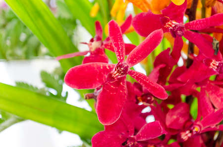 beautiful red orchid flowerの写真素材