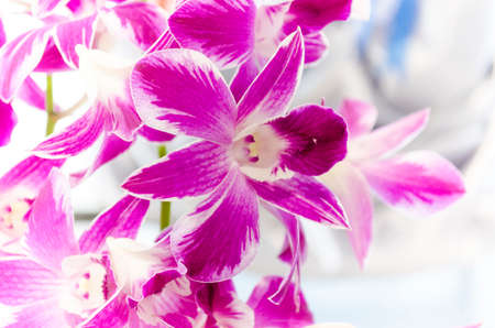 beautiful purple orchid flowerの写真素材