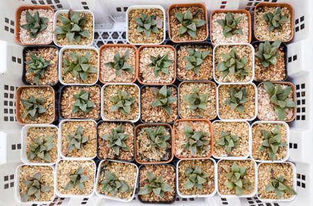 top view of cactus.(Many cactus in pot)の写真素材