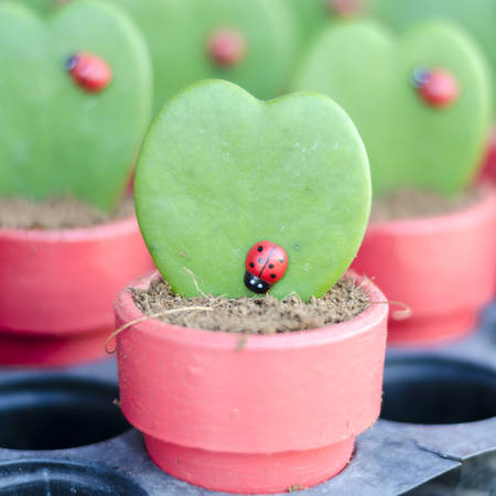 Hoya kerrii Craib in pot (Heart shaped plant)の写真素材