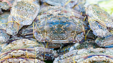 Flower crab, Blue crab, Blue swimmer crab, Blue manna crab, Sand crab, Portunus pelagicus, Portunusの写真素材